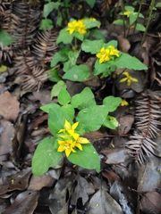 Lysimachia congestiflora