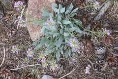 Phoenicaulis cheiranthoides
