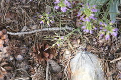Phoenicaulis cheiranthoides
