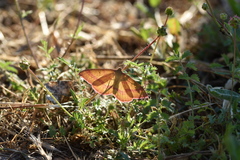 Rhodostrophia calabra