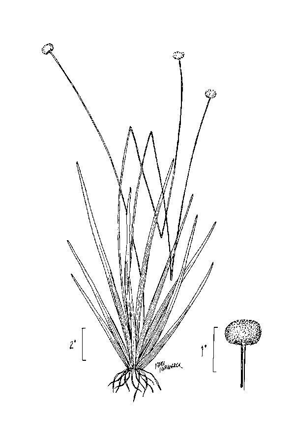 Tenangle Pipewort (MatBio: HERBS IN FRESHWATER HABITATS - Matanzas ...