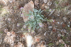 Phoenicaulis cheiranthoides