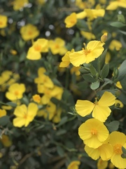 Dendromecon harfordii