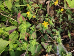 Lysimachia christinae