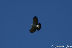 Spizaetus melanoleucus