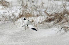 Plectrophenax nivalis