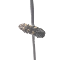 Acmaeodera neoneglecta