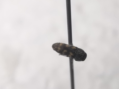 Acmaeodera neoneglecta