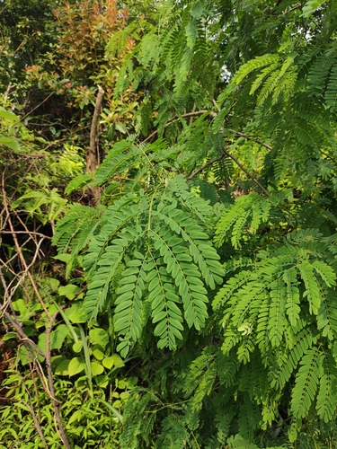 Albizia kalkora iNat (1)