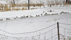 Plectrophenax nivalis