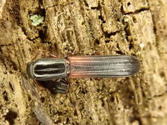 Colydium filiforme