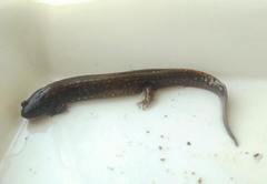 Desmognathus kanawha