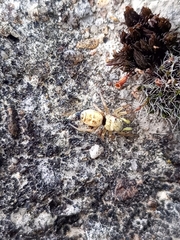 Heliophanus tribulosus