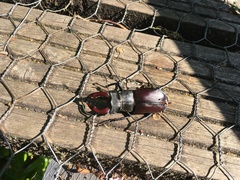 Lucanus cervus