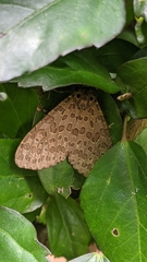 Olepa ricini