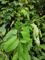 Prunus buergeriana