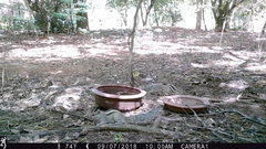 Funambulus palmarum