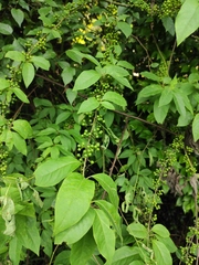 Prunus buergeriana