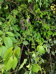 Prunus buergeriana