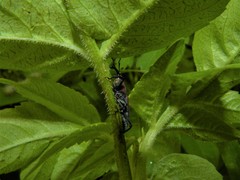Rhodobaenus sanguineus