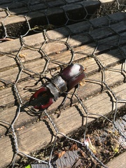 Lucanus cervus