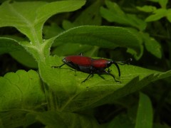 Rhodobaenus sanguineus