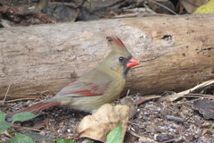 Cardinalis cardinalis image