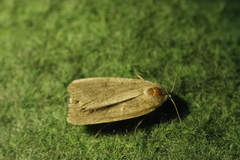 Athetis gluteosa