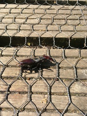 Lucanus cervus