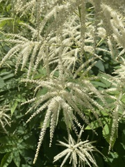 Aruncus