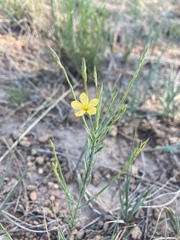 Linum aristatum