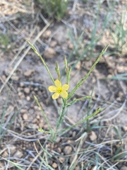 Linum aristatum