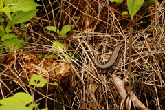 Marisora brachypoda