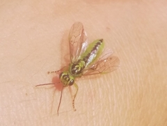 Rhogogaster chlorosoma