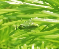 Rhogogaster chlorosoma