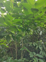 Camptotheca acuminata