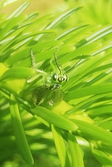 Rhogogaster chlorosoma