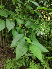 Camptotheca acuminata