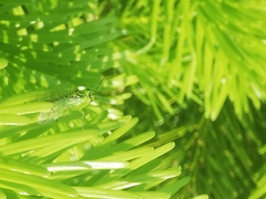 Rhogogaster chlorosoma