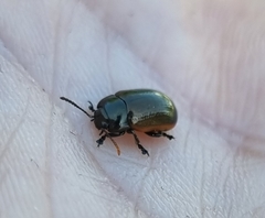 Chrysolina marginata