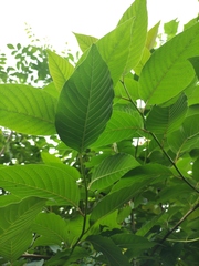 Camptotheca acuminata