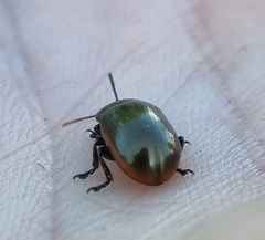 Chrysolina marginata