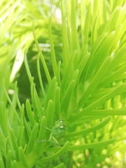 Rhogogaster chlorosoma