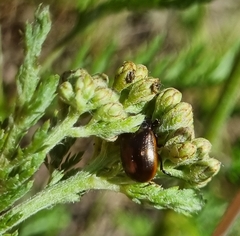 Chrysolina marginata