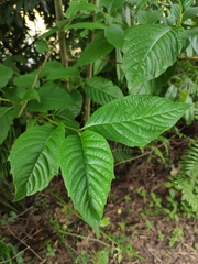 Camptotheca acuminata