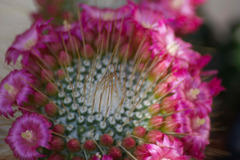 Mammillaria spinosissima