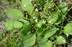 Alisma plantago-aquatica