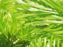 Rhogogaster chlorosoma