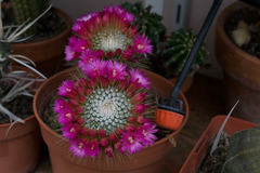 Mammillaria spinosissima