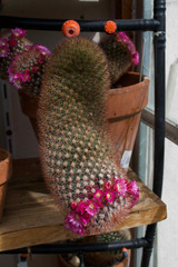 Mammillaria spinosissima
